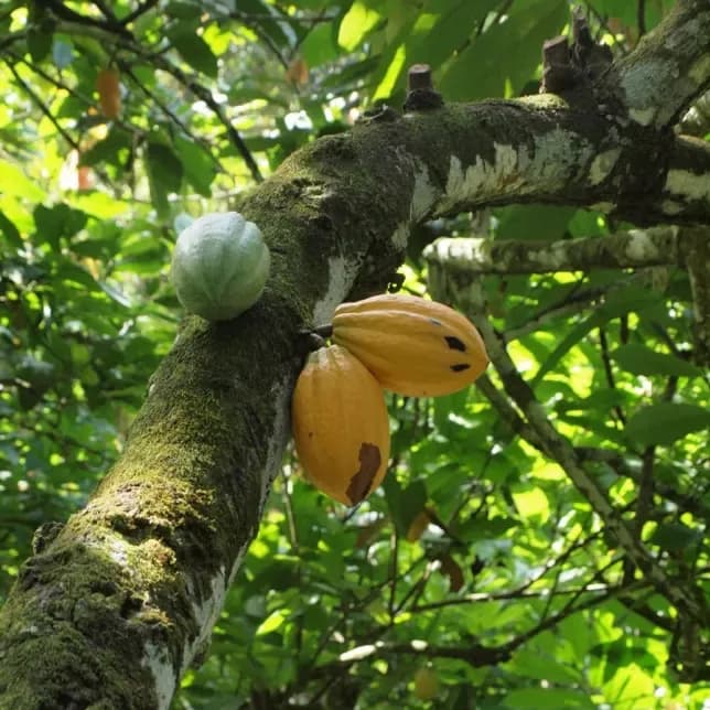 Cocoa pod growing on the tree